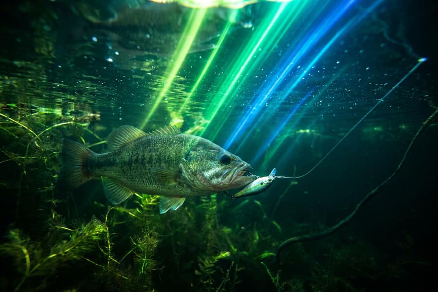 Слот Big Bass Bonanza подводная сцена